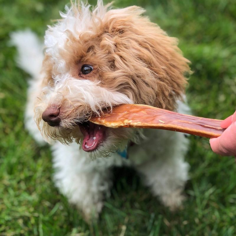 Nature Gnaws Paddywack Tendons Beef Dog Treats- 10ct