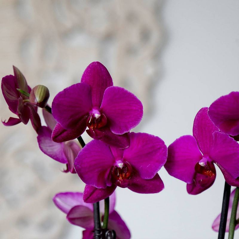Just Add Ice 10" Purple Orchid Duo in Ceramic