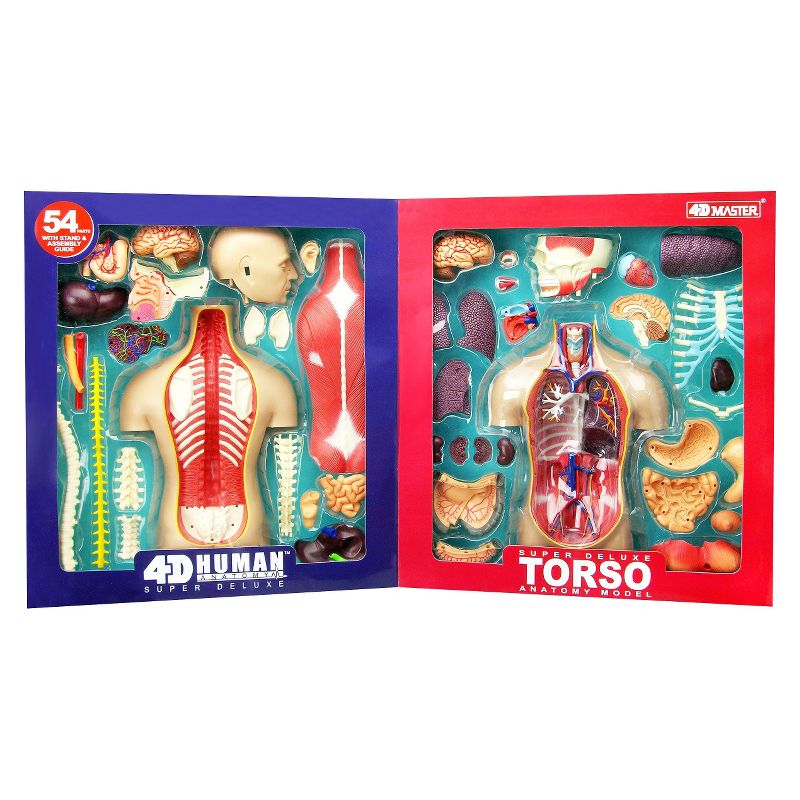 4D Master Super Deluxe Human Torso Anatomy Model 54pc