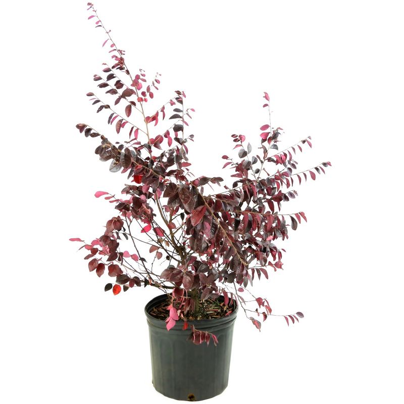 Loropetalum 'Carolina Midnight' 1pc U.S.D.A. Hardiness Zones 7-10 National Plant Network 2.25gal