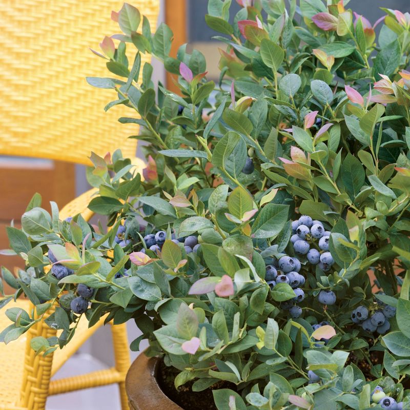 2pc Bushel and Berry Collector's Edition - National Plant Network