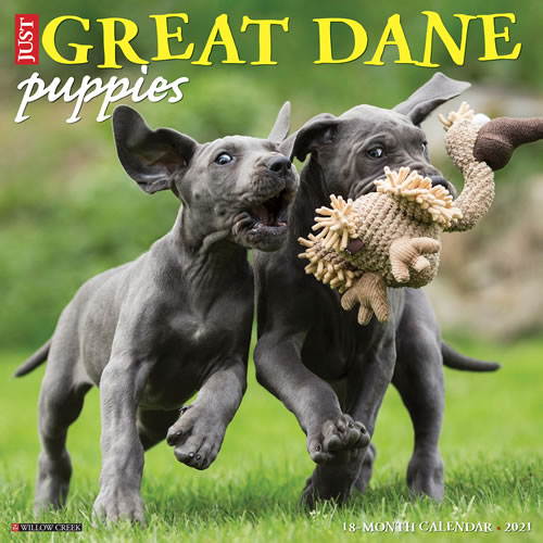 2021 Great Dane Puppies Wall