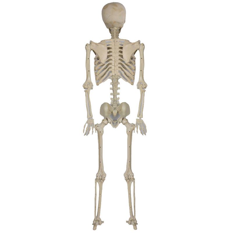5' Skeleton Pose & Hold Halloween Decorative Holiday Mannequin