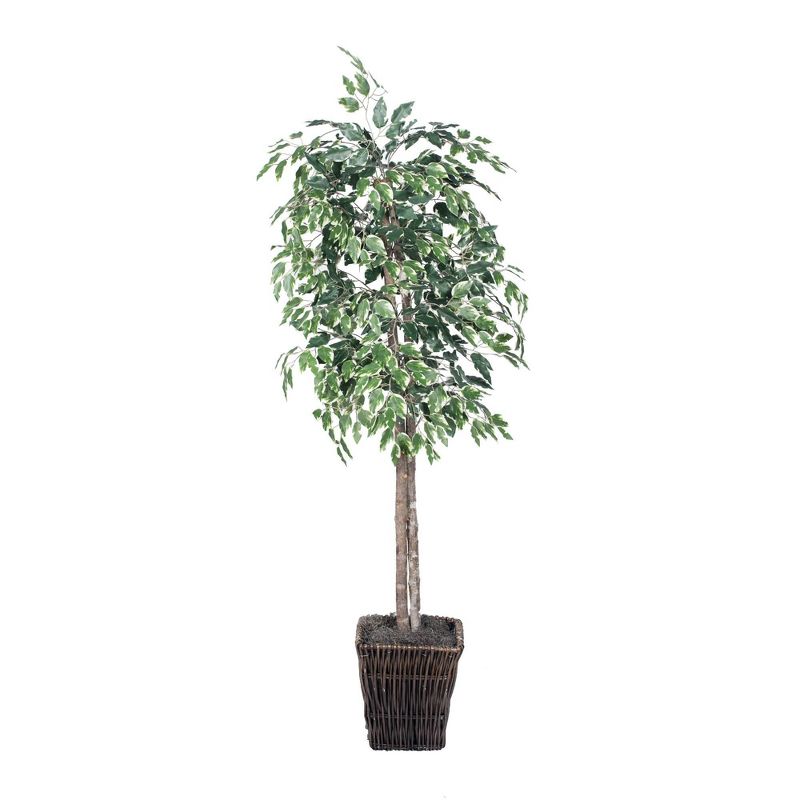 6' Artificial Variegated Ficus Tree in Square Willow White - Vickerman