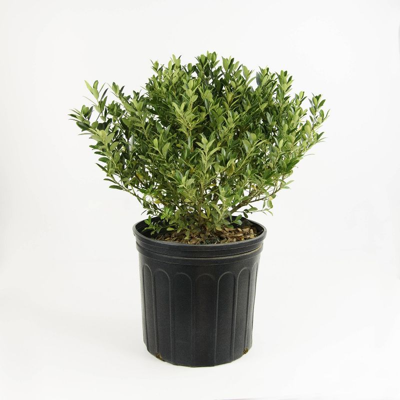 National Plant Network 2.25gal Hoogendorn Holly Plant
