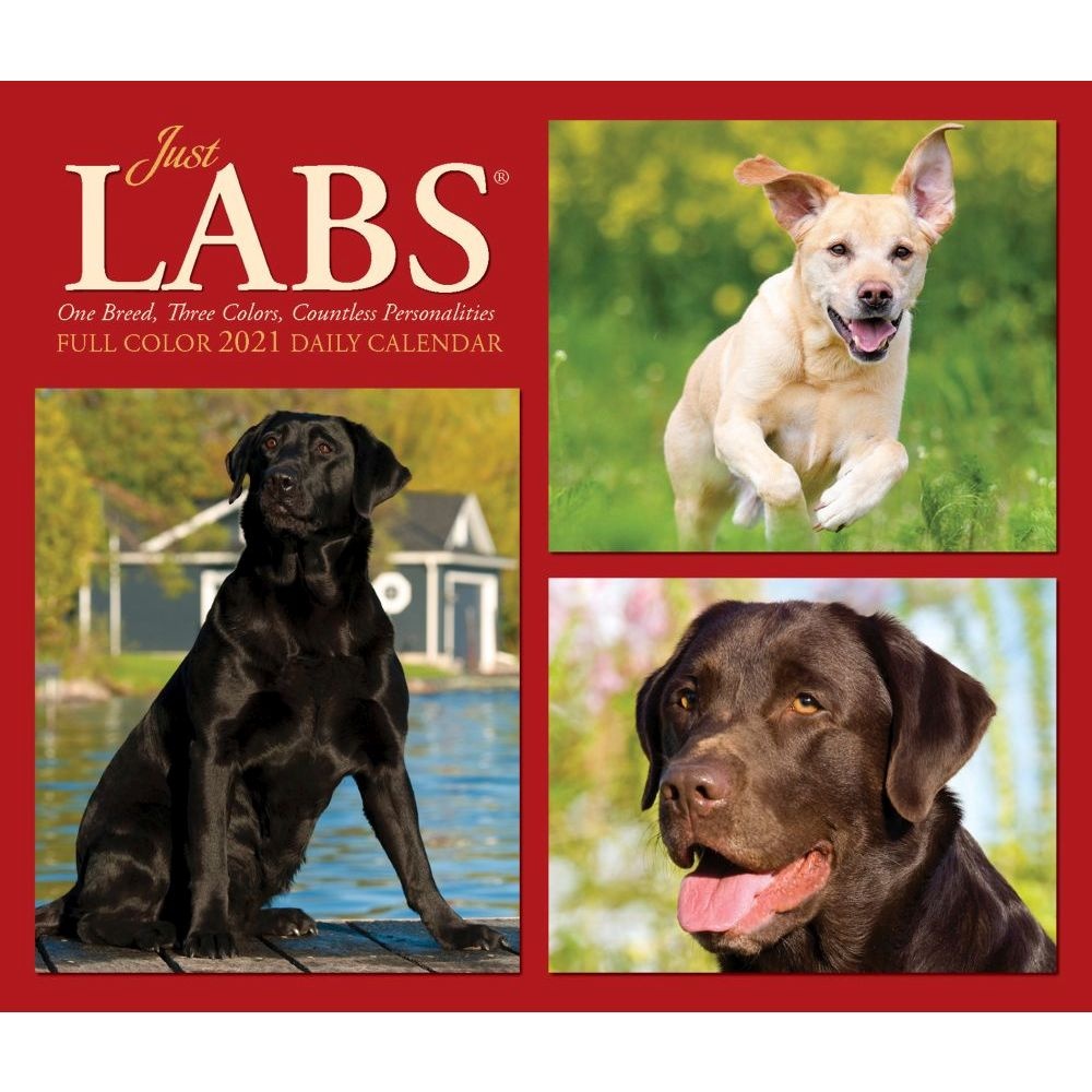 Just Labs 2021 Box Calendar (Dog Breed Calendar)