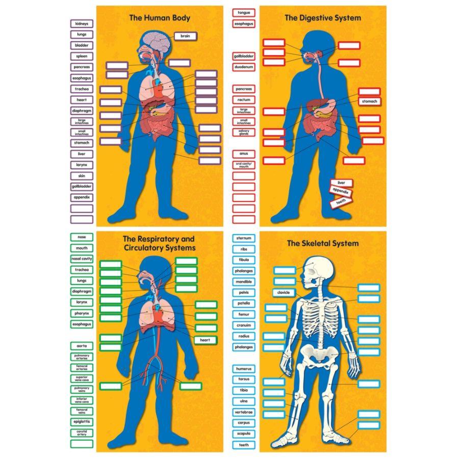 Carson-Dellosa Human Body Bulletin Board Set