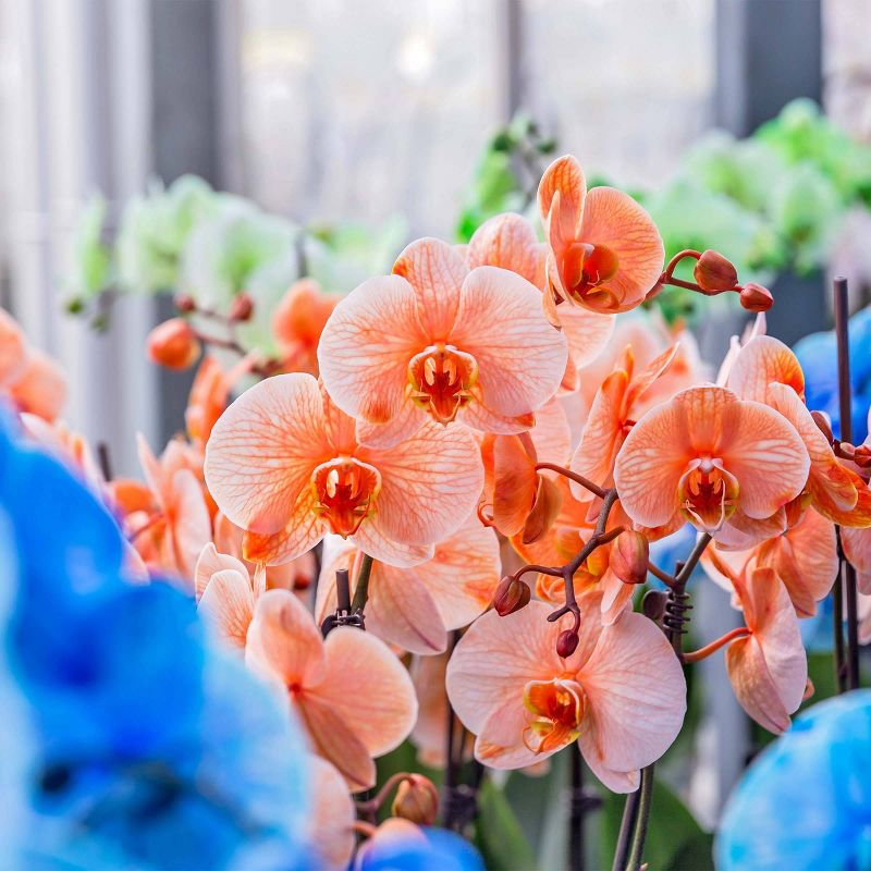 Just Add Ice 5" Orange Watercolor Orchid in Ceramic